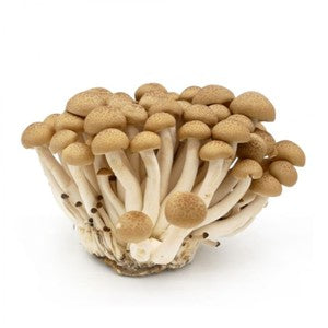Brown Shimeji Mushroom (棕茶树菇)